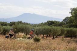 Vaucluse En Provence