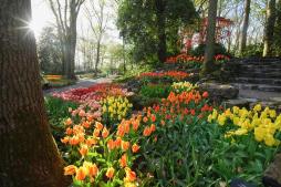 zum Vergrößern hier klicken Keukenhof