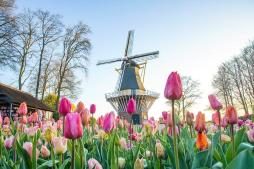 zum Vergrößern hier klicken Keukenhof
